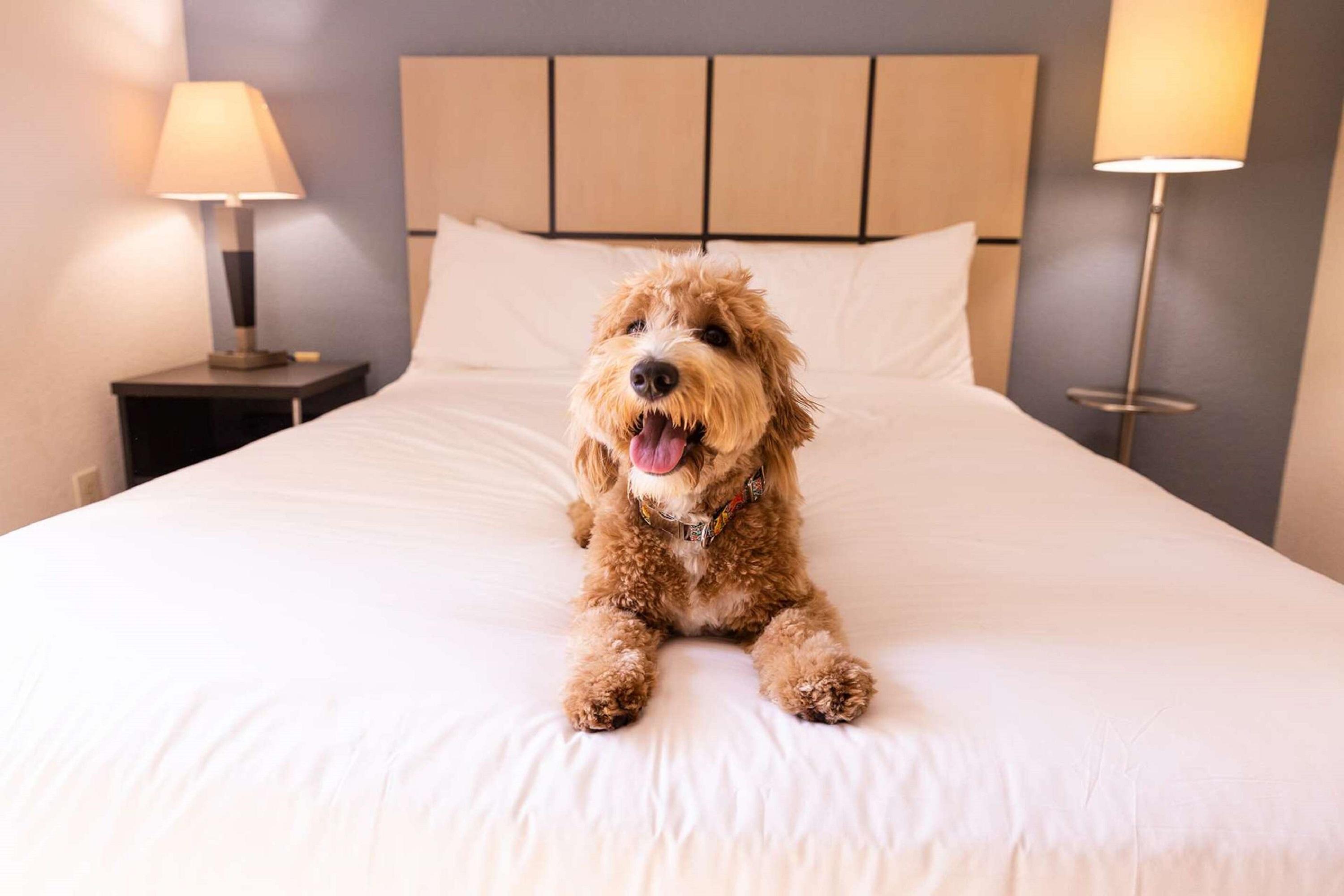Sonesta Simply Suites Albuquerque Zewnętrze zdjęcie
